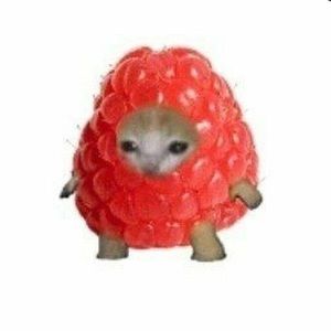 Meet your Posher, Saylor